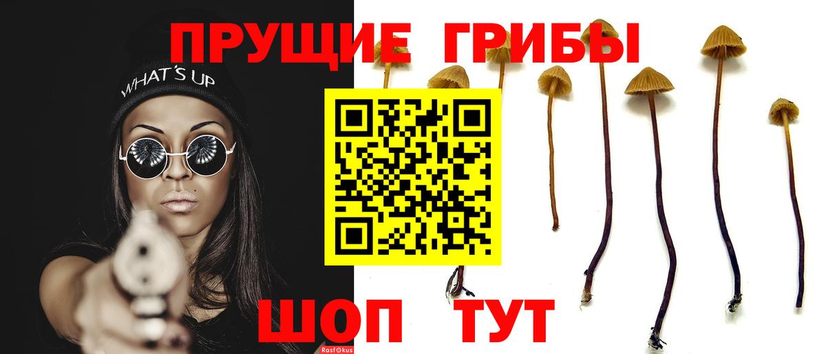 Курчатов  Псилоцибиновые грибы Psilocybine cubensis  Вход с VPN 